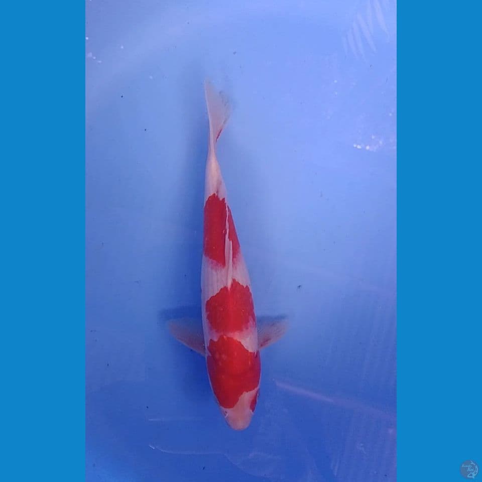 kuhaku size : 24 cm m