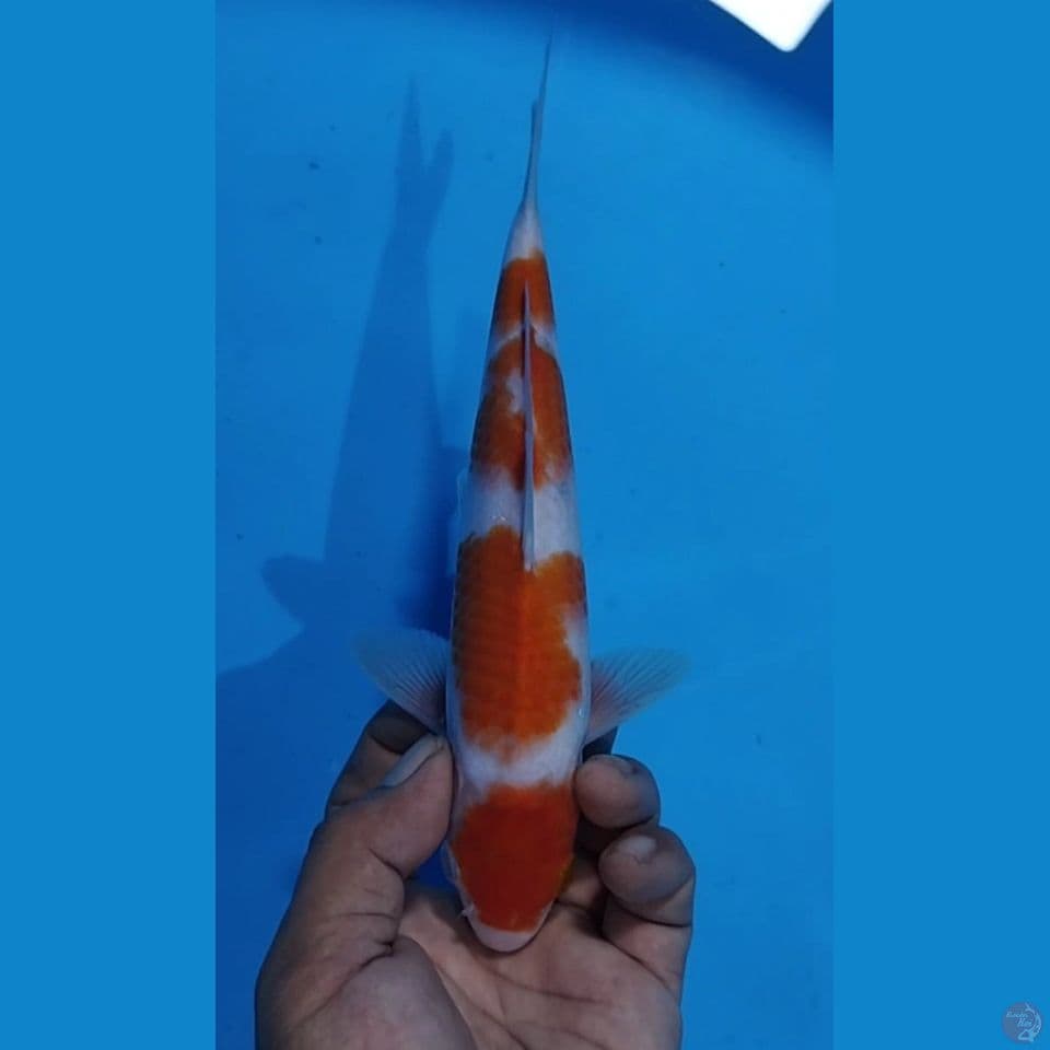 maruten kohaku : 23 cm m