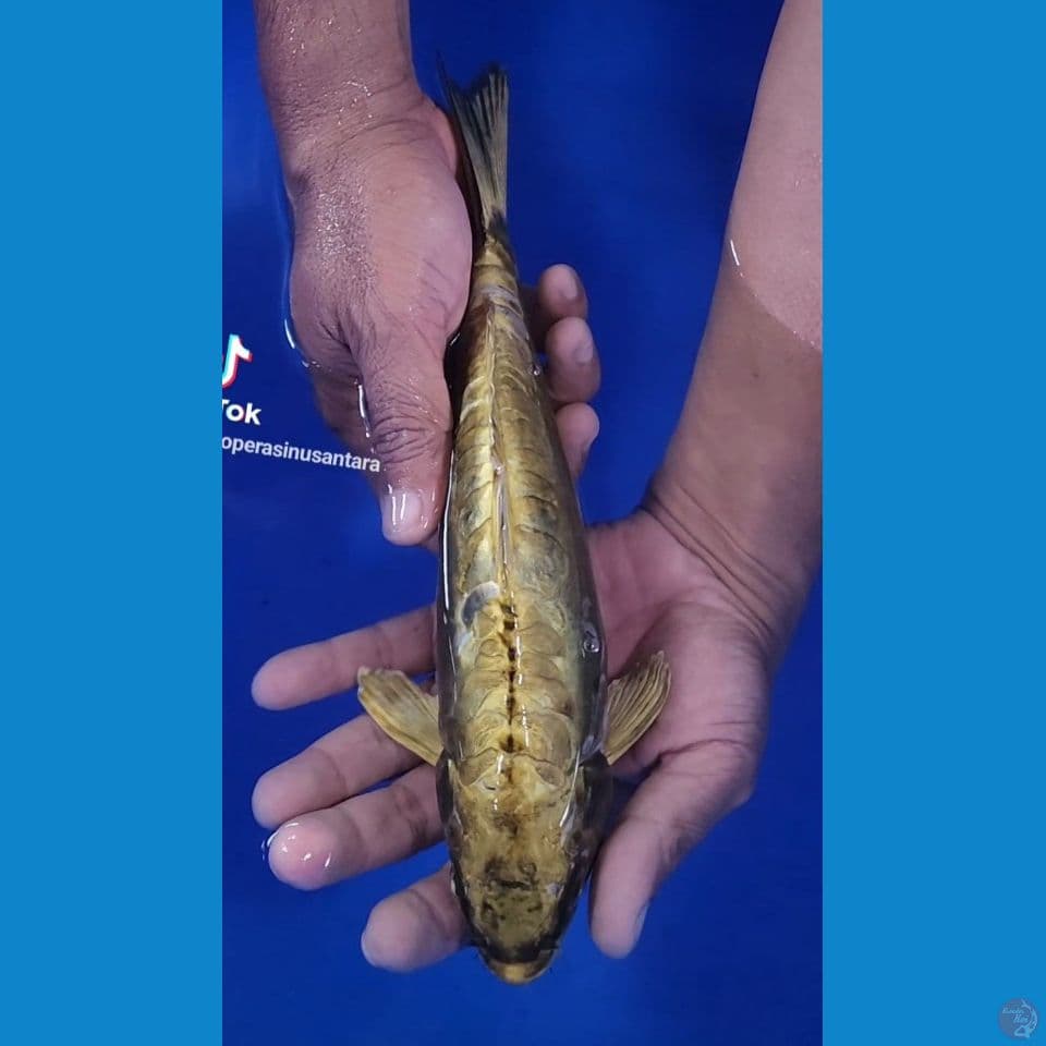 27cm kiko gold