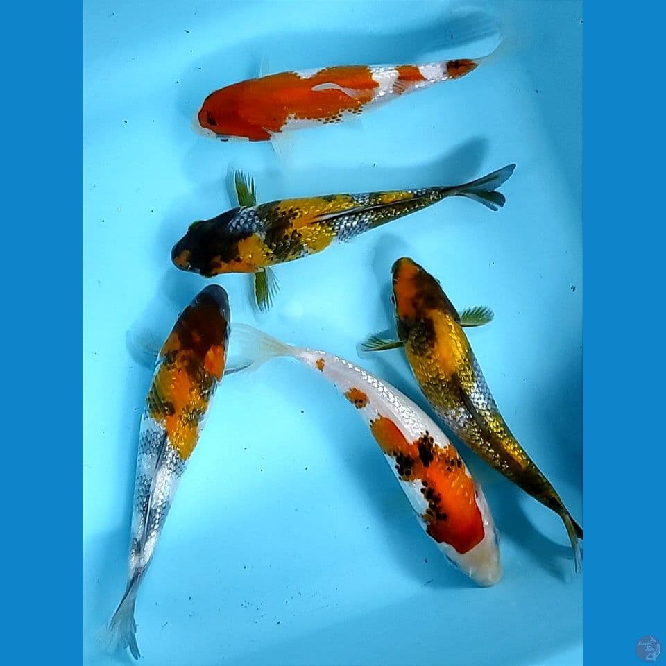 Ginrin 15-17cm
