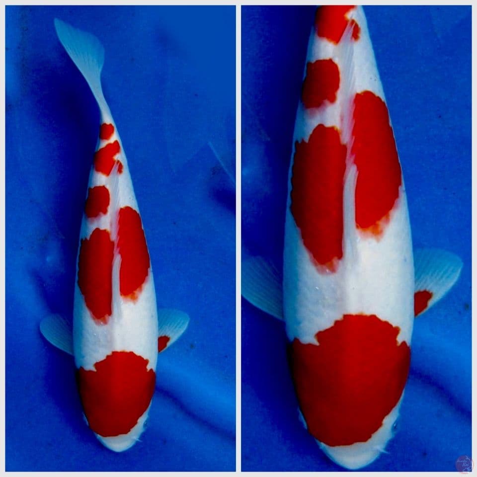 Red kohaku 32cm male