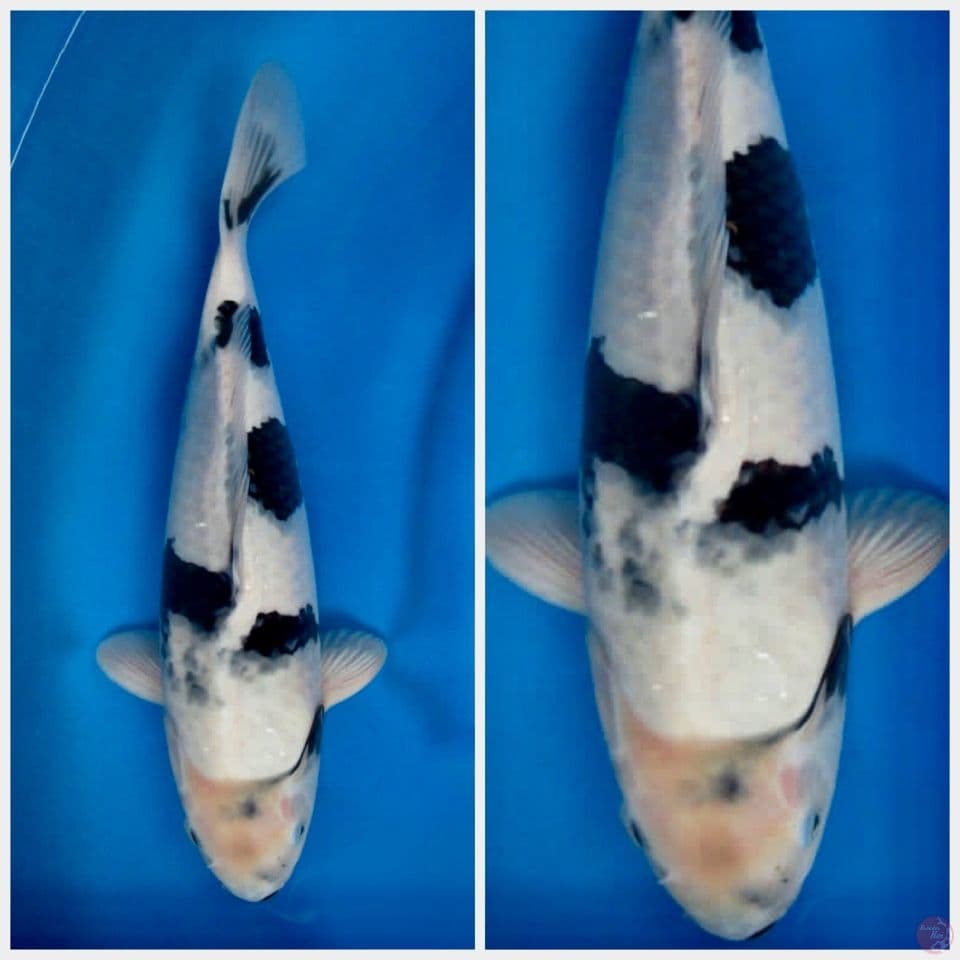 Shiro tategoi 32cm male