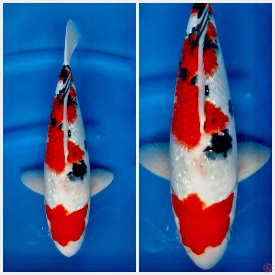 Sanke full gingrin 35cm male