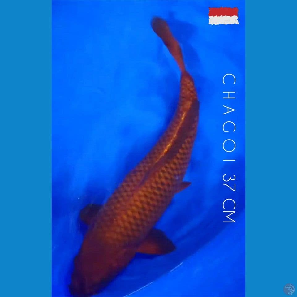 37 CM CHAGOI TEMBAGA