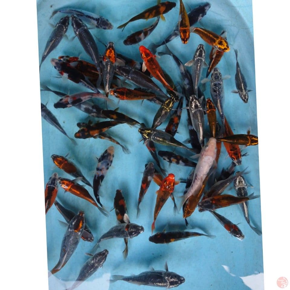KIKO ,SHOWA, SHIRO ,UTSURI 10-13 CM 60 EKOR