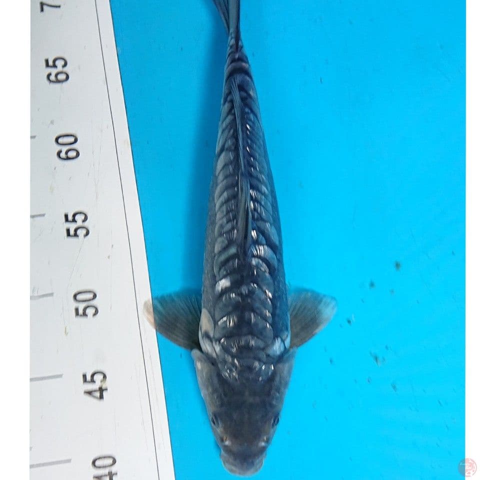 SORAGOI GINRIN 31 CM