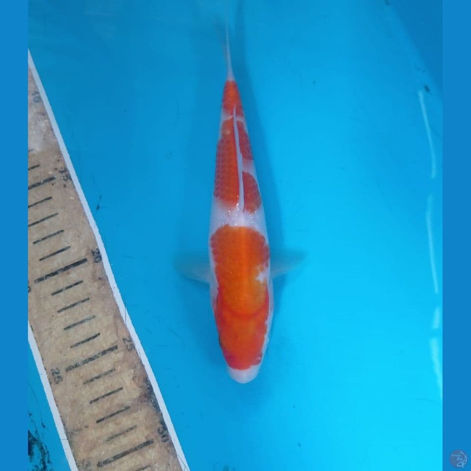 kohaku, 20 cm