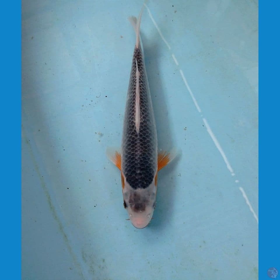 asagi , 26 cm