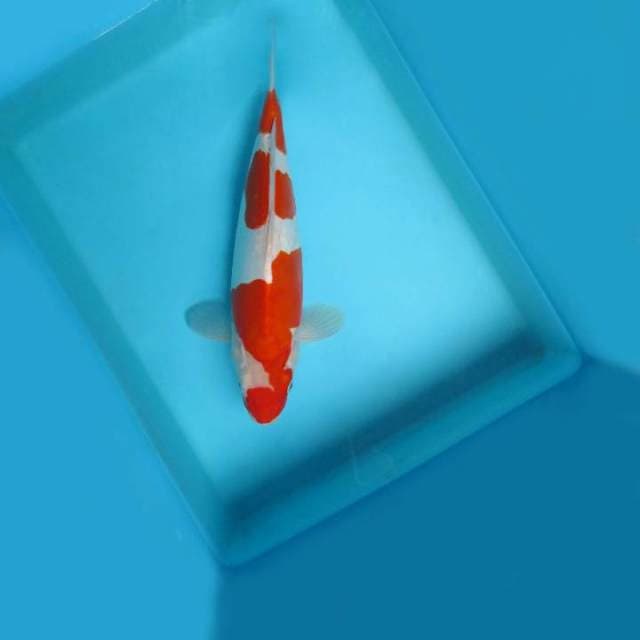 5. DAMARKOI ( KOHAKU 3 STEPS DOITSU )