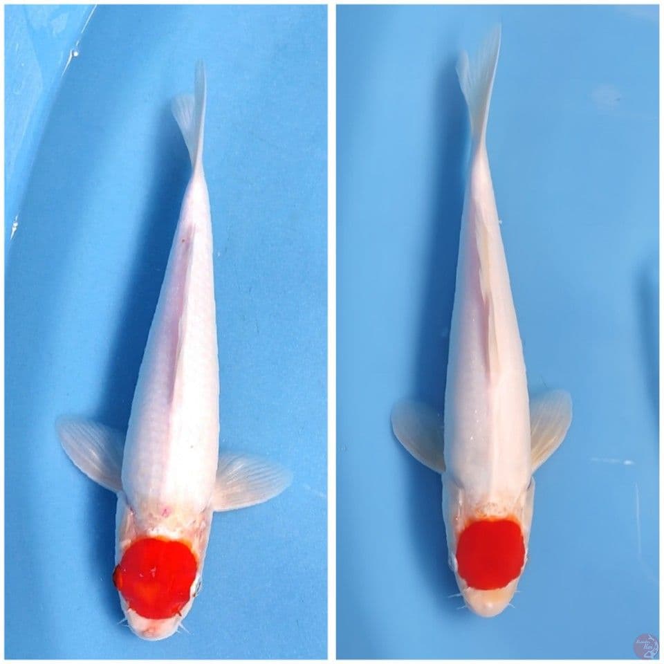Tanco kohaku 30bu
