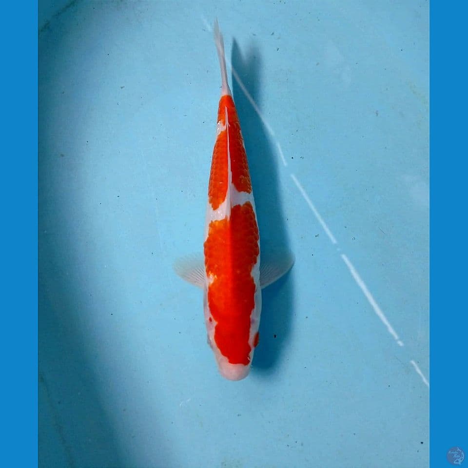 kohaku, 25 cm