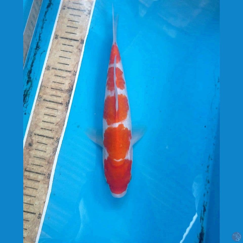 kohaku, 25 cm