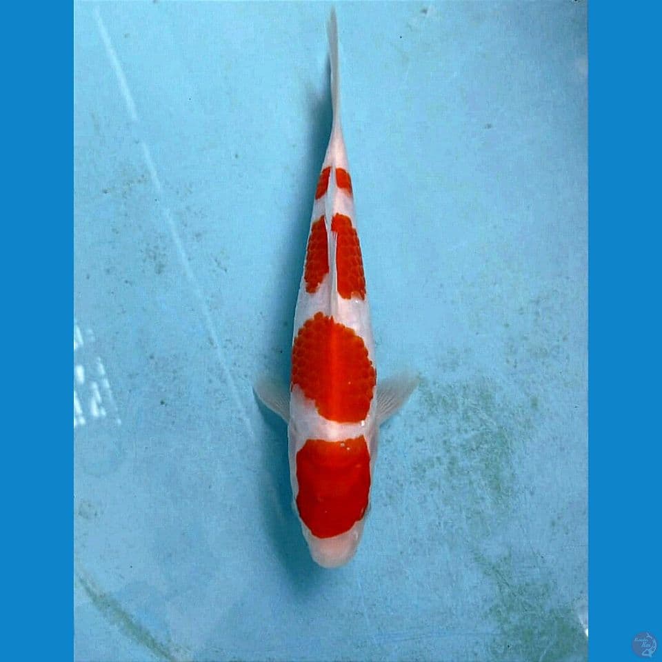 kohaku, 21 cm