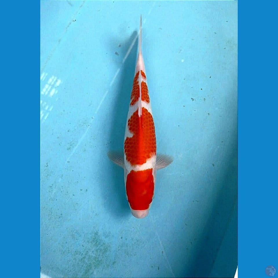 kohaku, 29 cm "male"