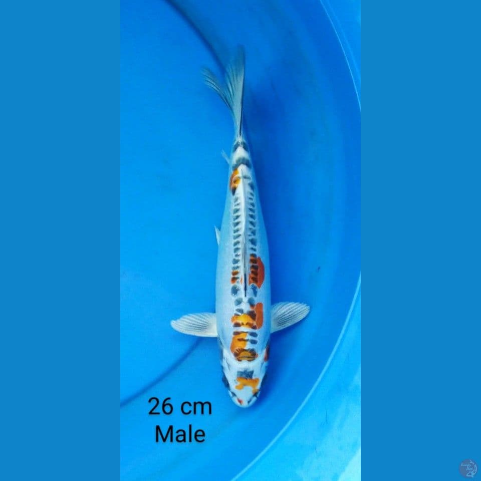 kikokuryu male 26 cm