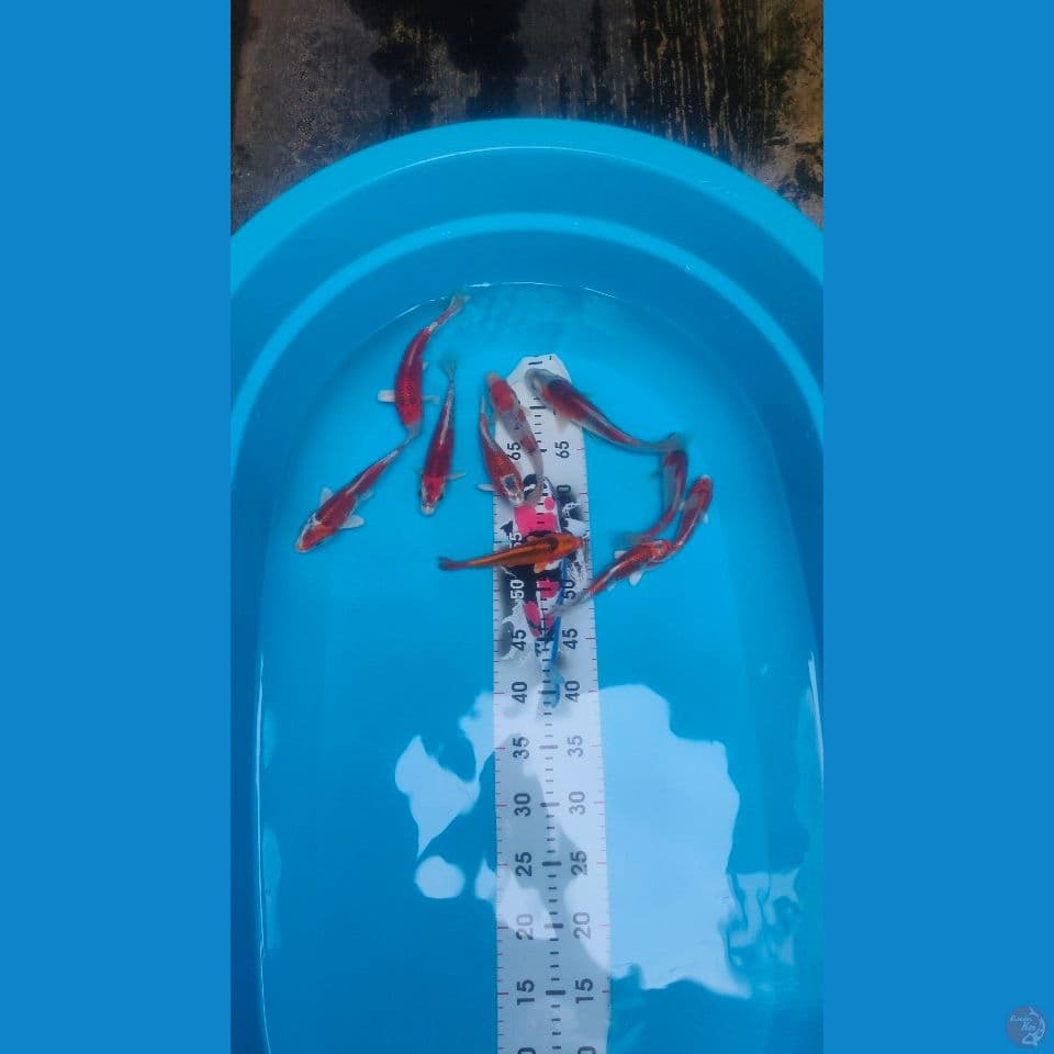 Paket 10ekor Mantab² Kujaku mix Goshiki Matsuba 13-20cm™