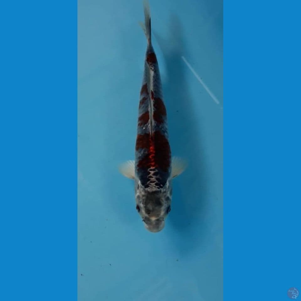 Beni ginga 24cm