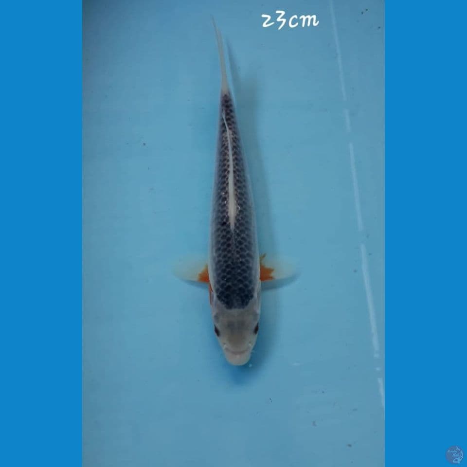 Asagi 23cm
