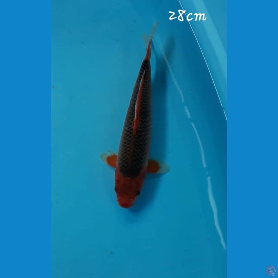 Aka matsuba 28cm