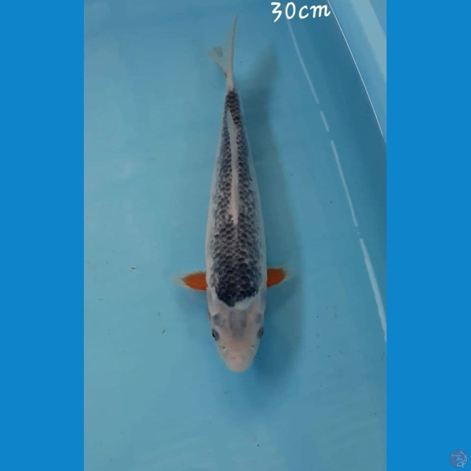 Asagi 30cm