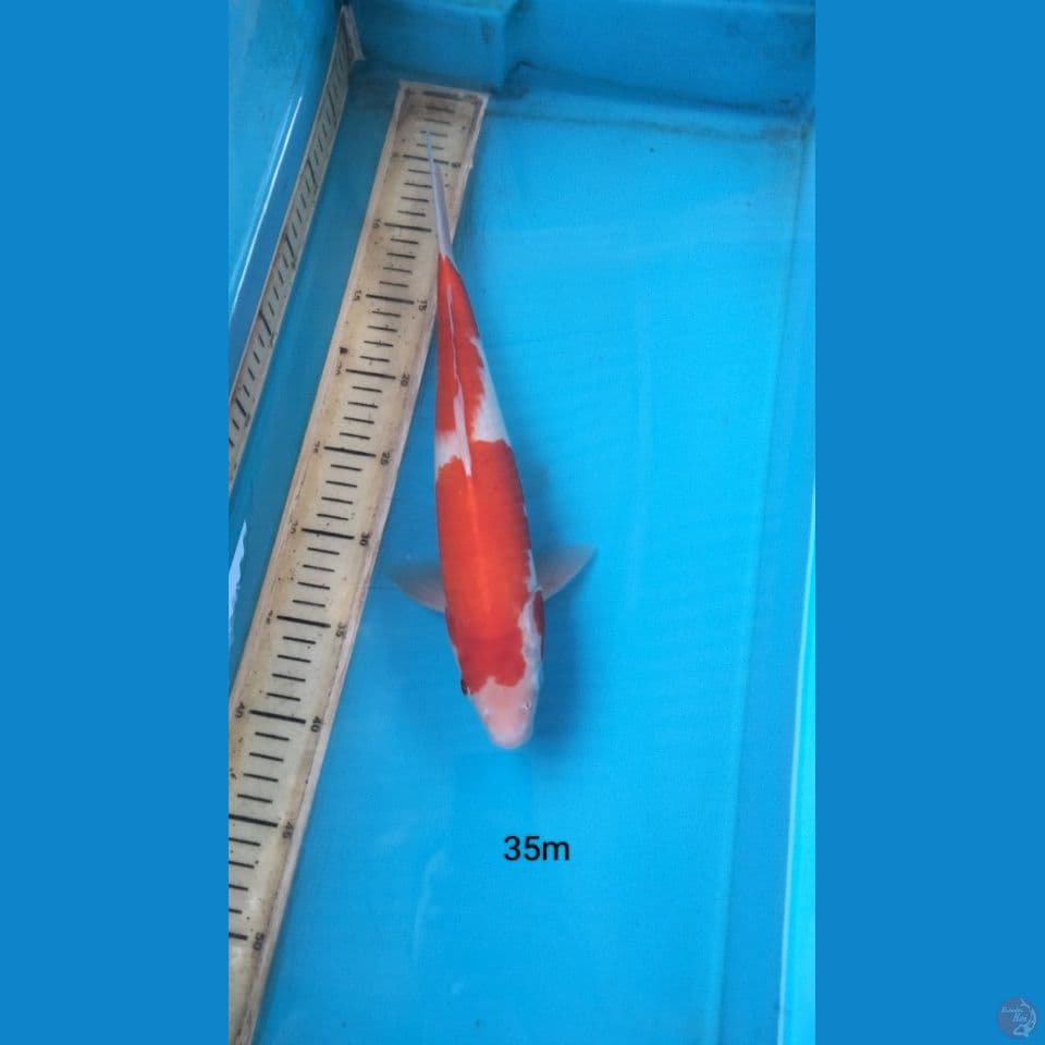 kohaku 35cm m