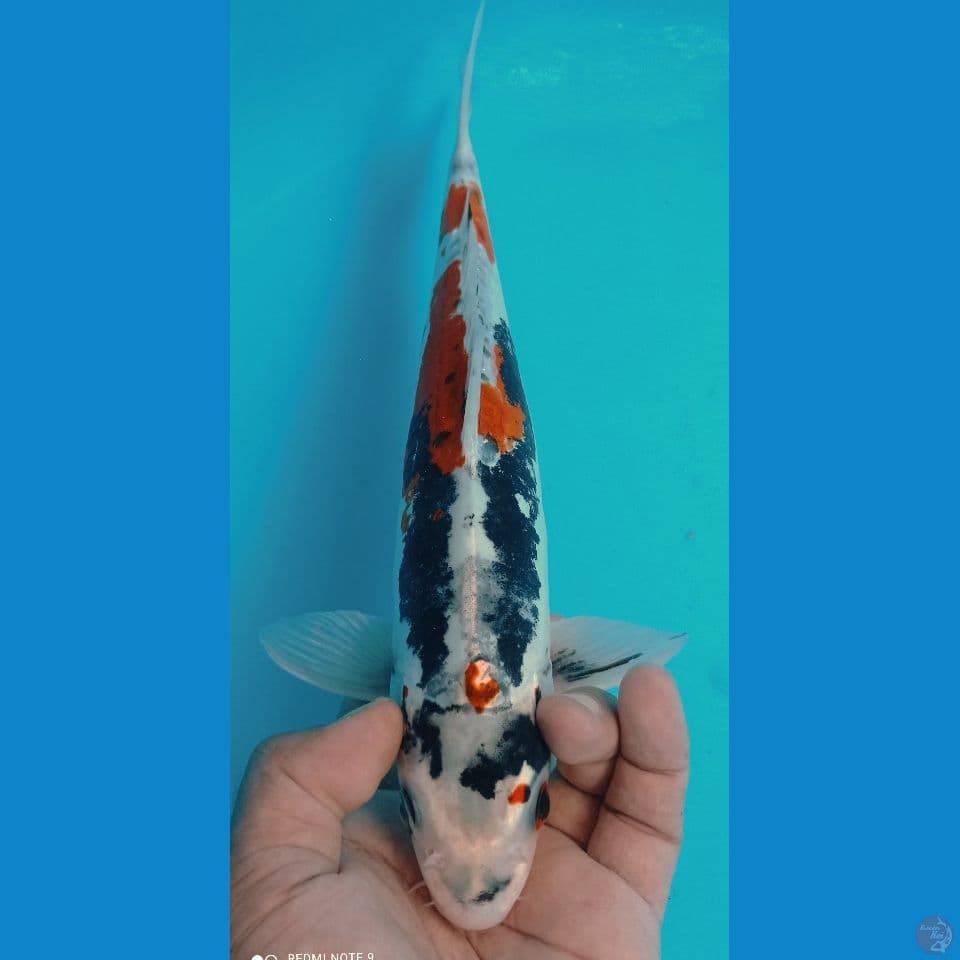 KUMUNRIYU 33
