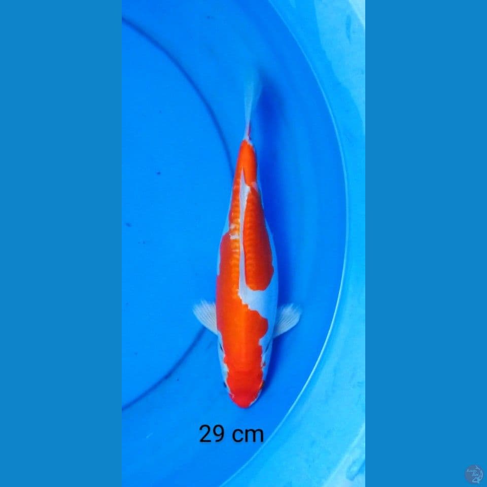 kohaku doitshu 29 cm