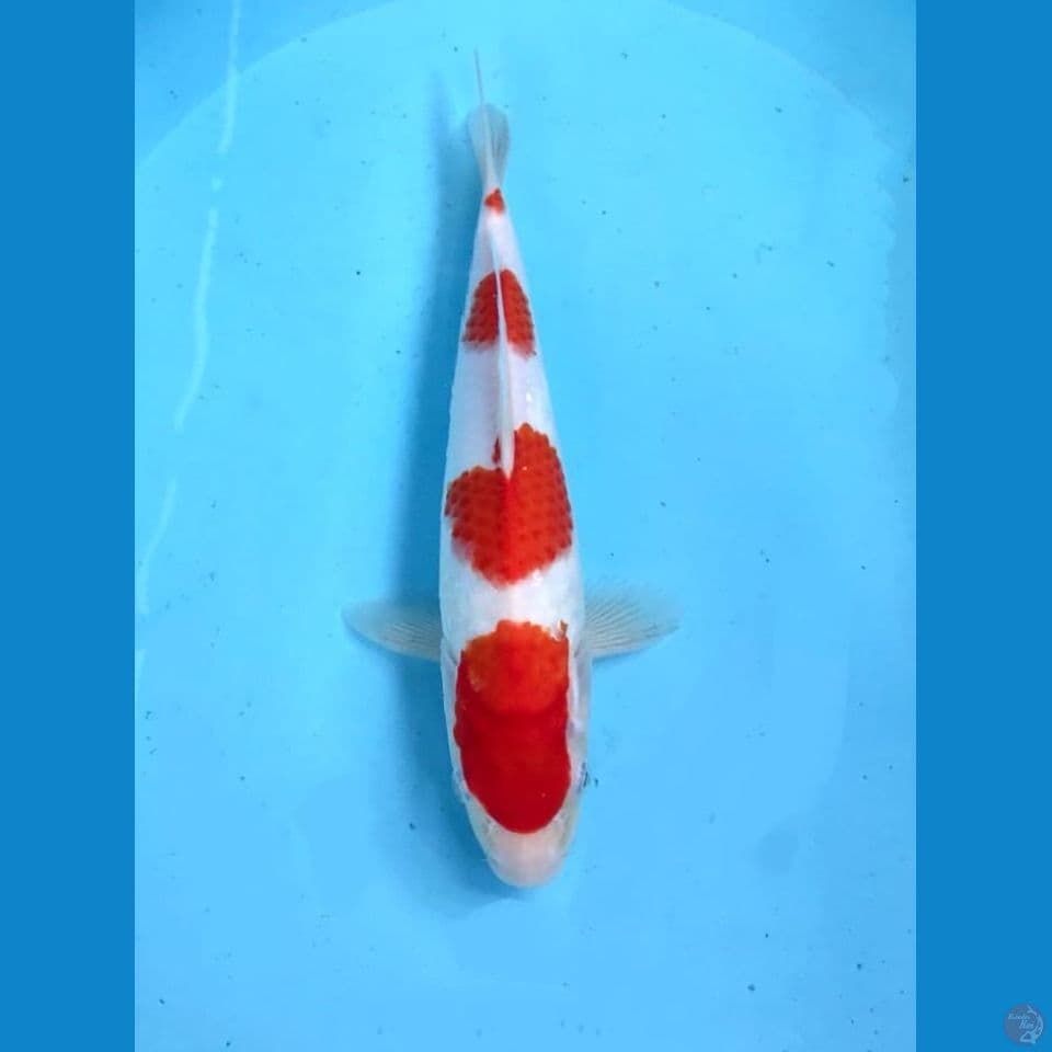 kohaku 27cm