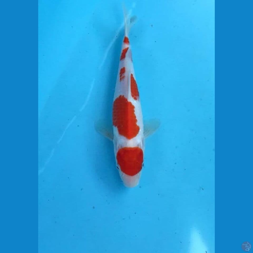 kohaku 23cm