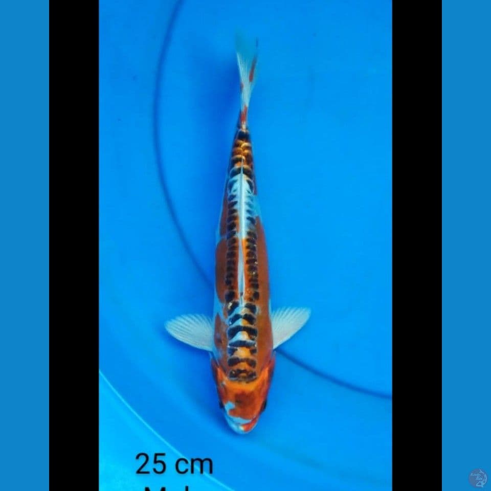 Kiko male 25 cm
