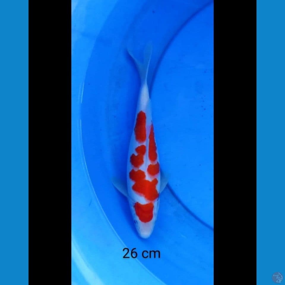 Inazuma stong kohaku 26 cm