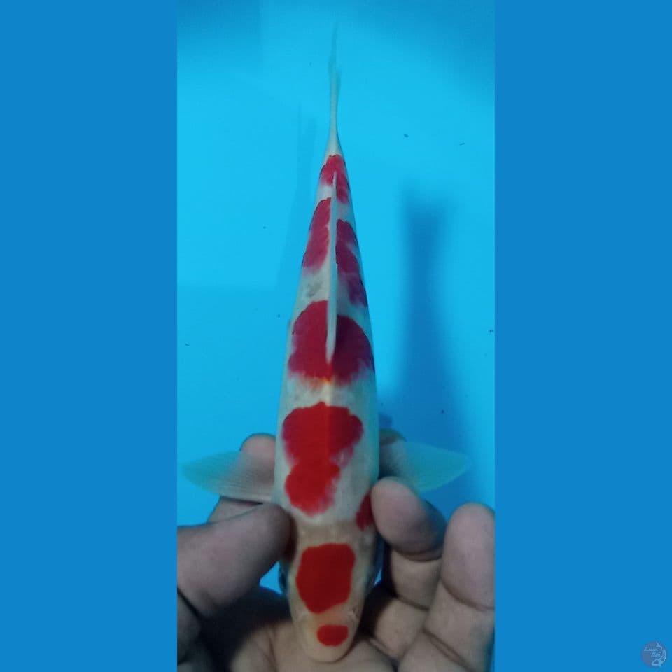 kohaku 24