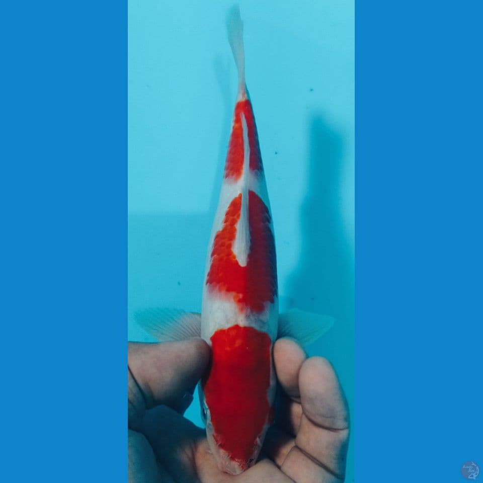 kohaku 22