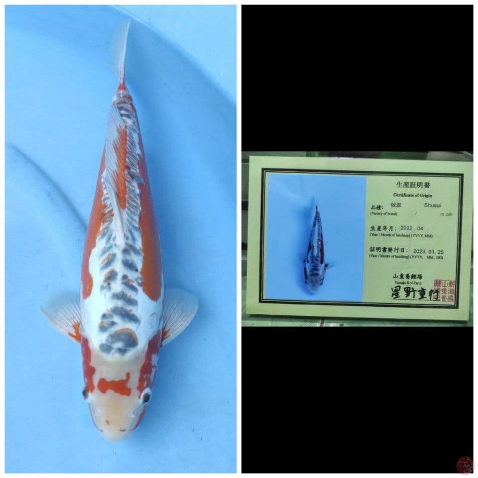 Yamaju Shusui