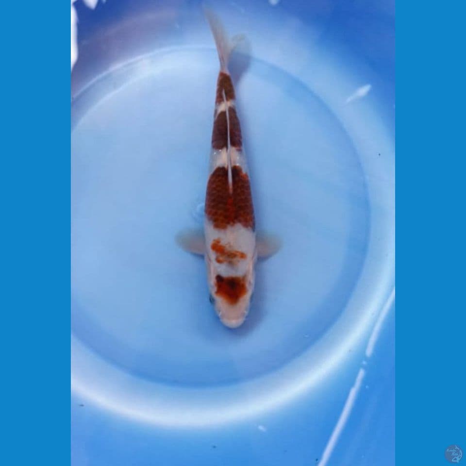 Goromo 20cm