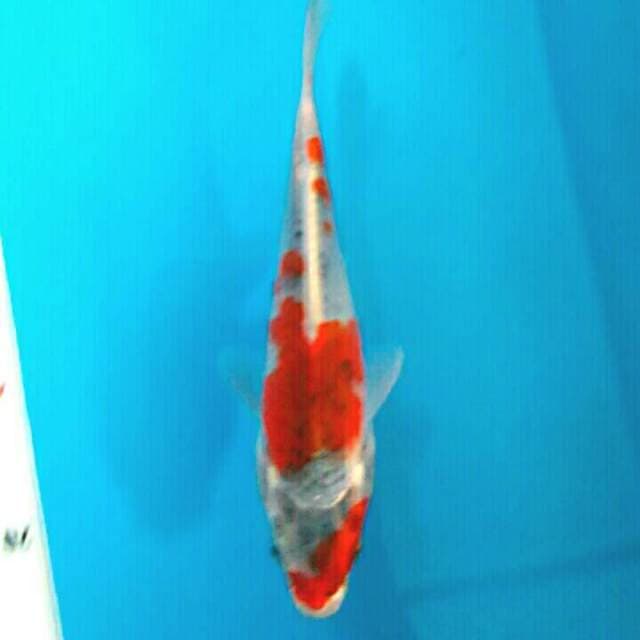 AMOLET GOSHIKI