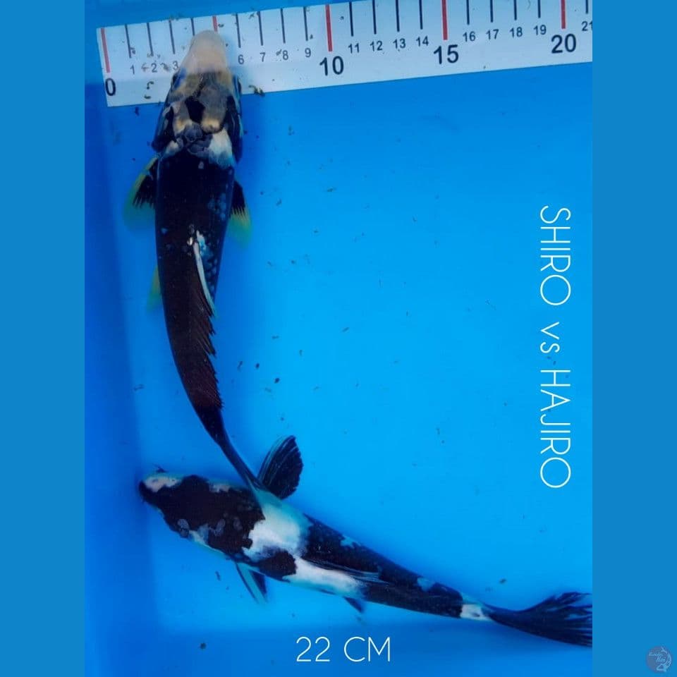 SHIRO vs HAJIRO 22cm