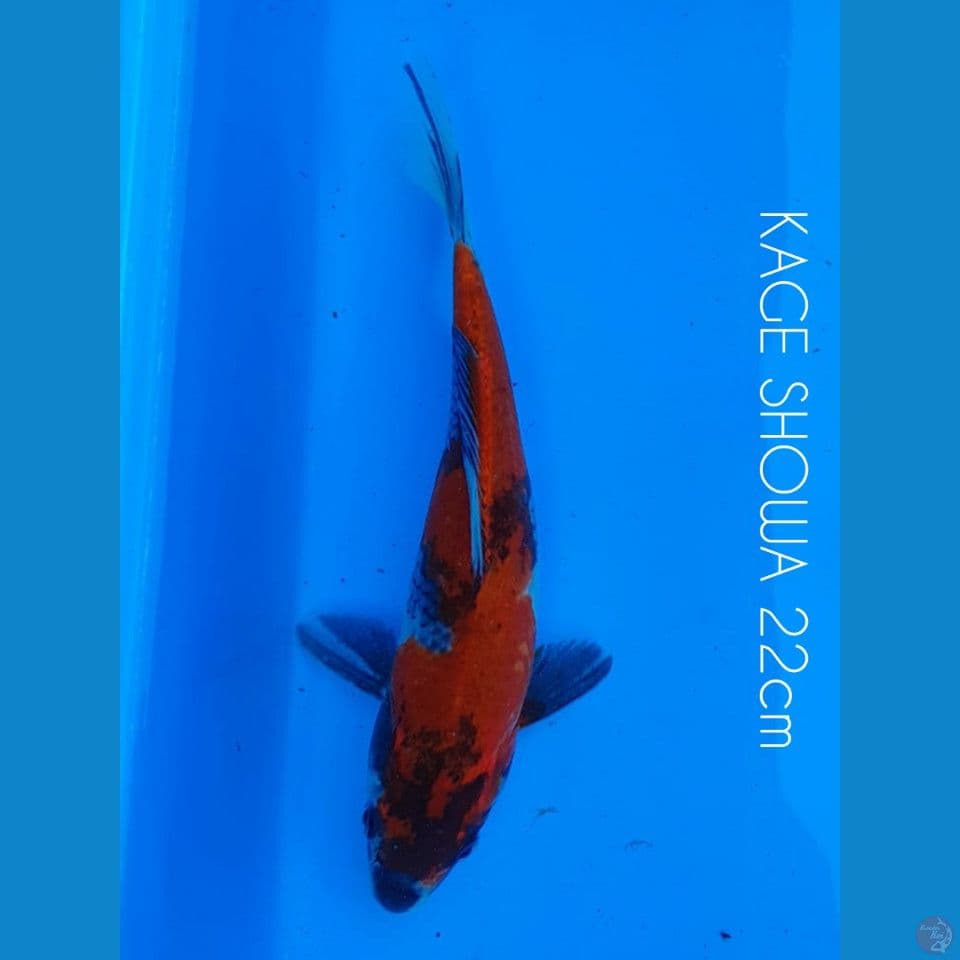 KAGE SHOWA 22cm