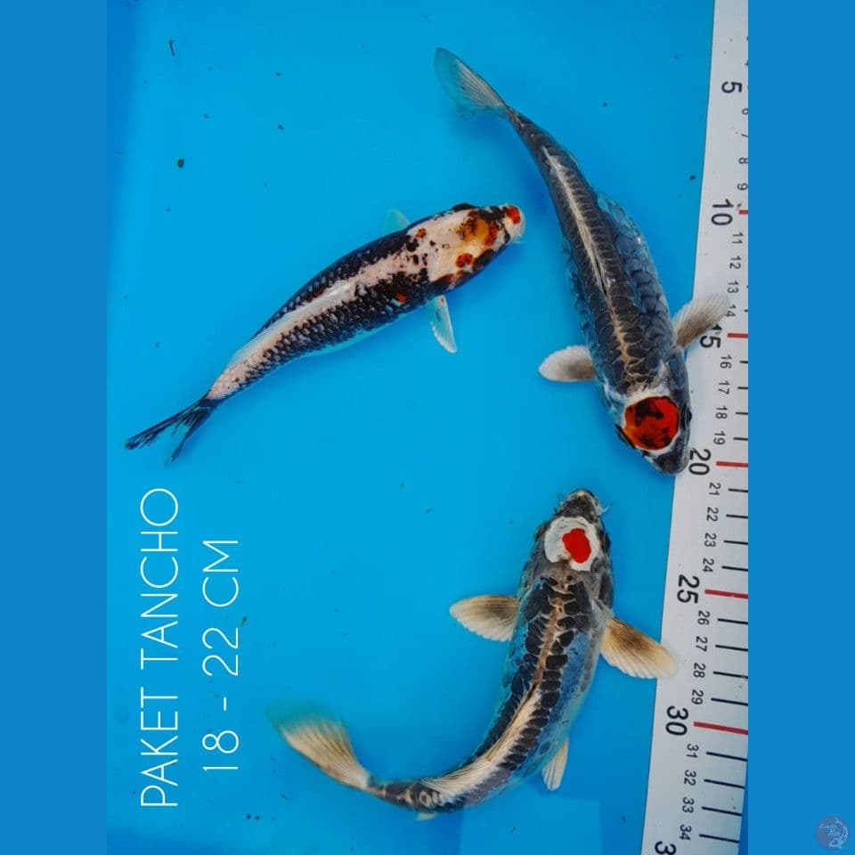 K I K O 18-22cm