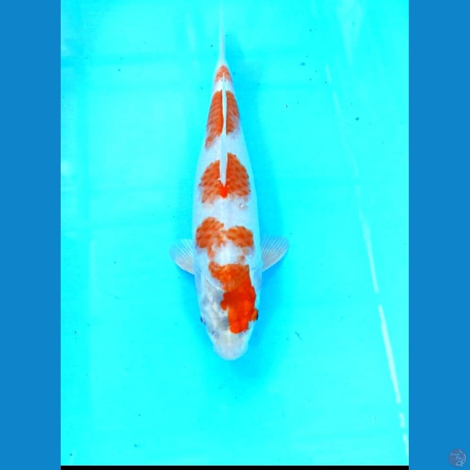 Sakura ogon 33cm