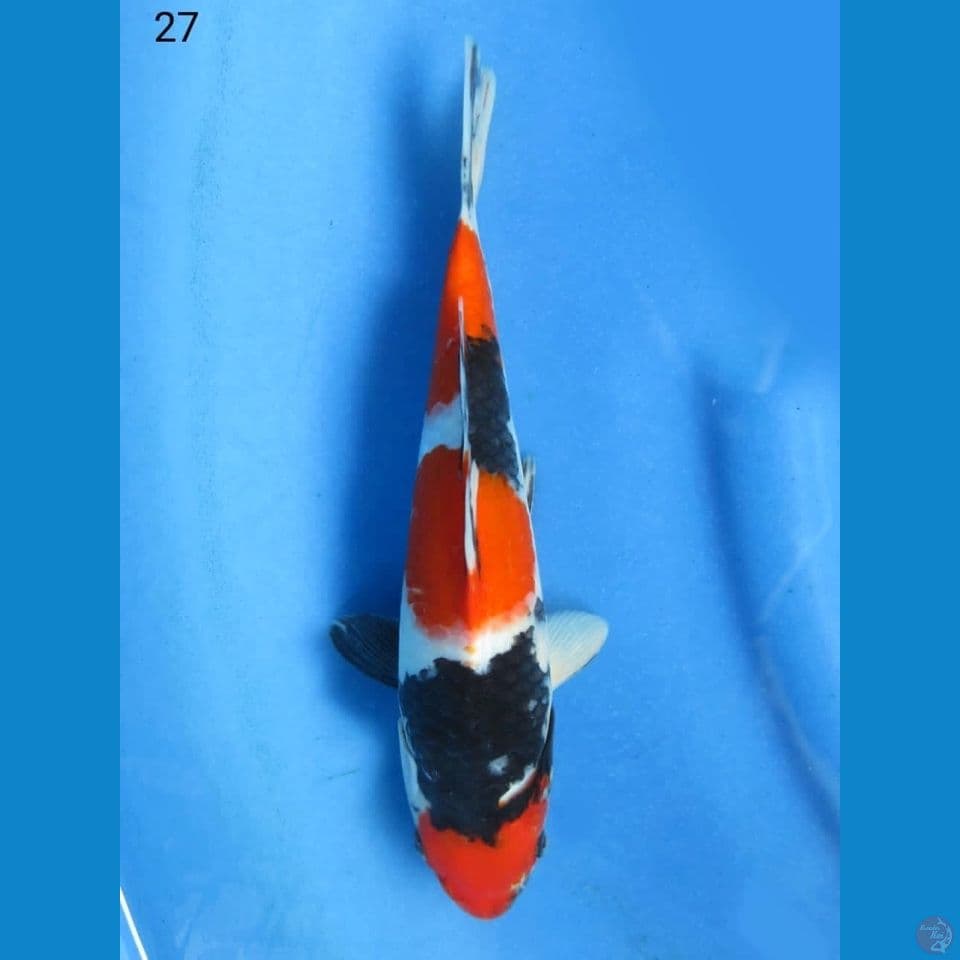 27cm - Sandan Showa