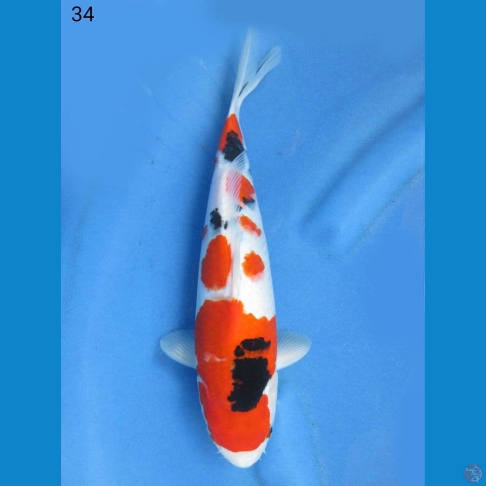 34cm - Sanke good skin