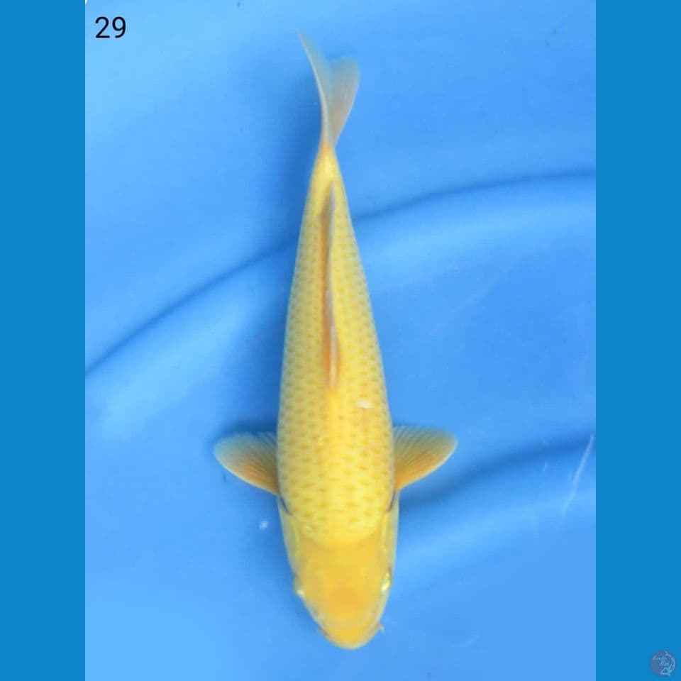 29cm - Lemon karasi