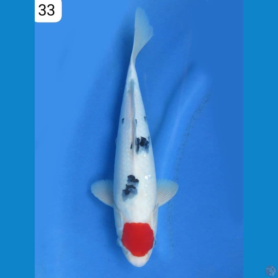 33cm - Tancho Sanke