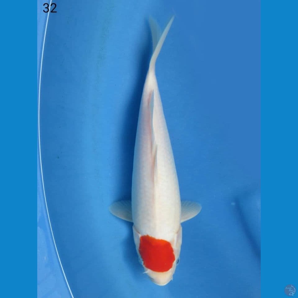 32cm - Tancho Ori