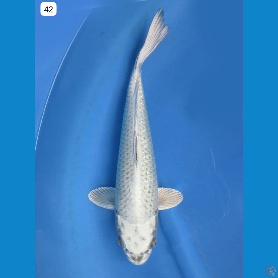 42cm - Silver fox