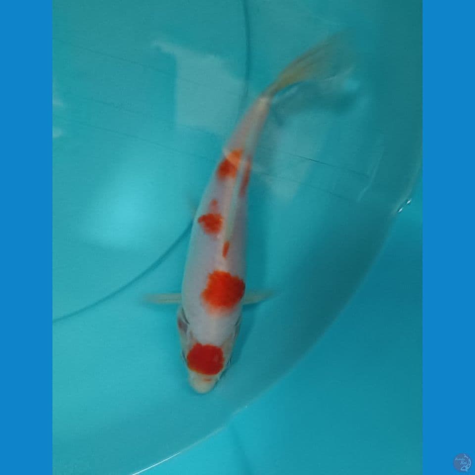 Maruten Kohaku 17cm