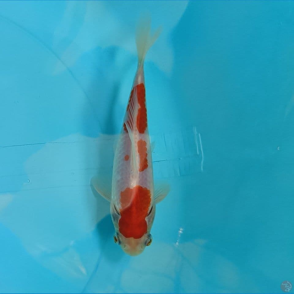 Kohaku 3 step ori 16cm Merah strong
