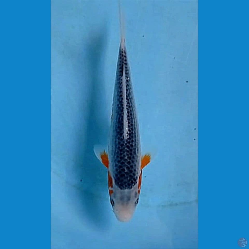 asagi, 20 cm
