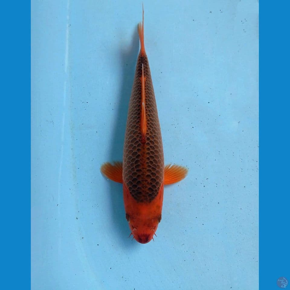 aka madsuba, 28 cm